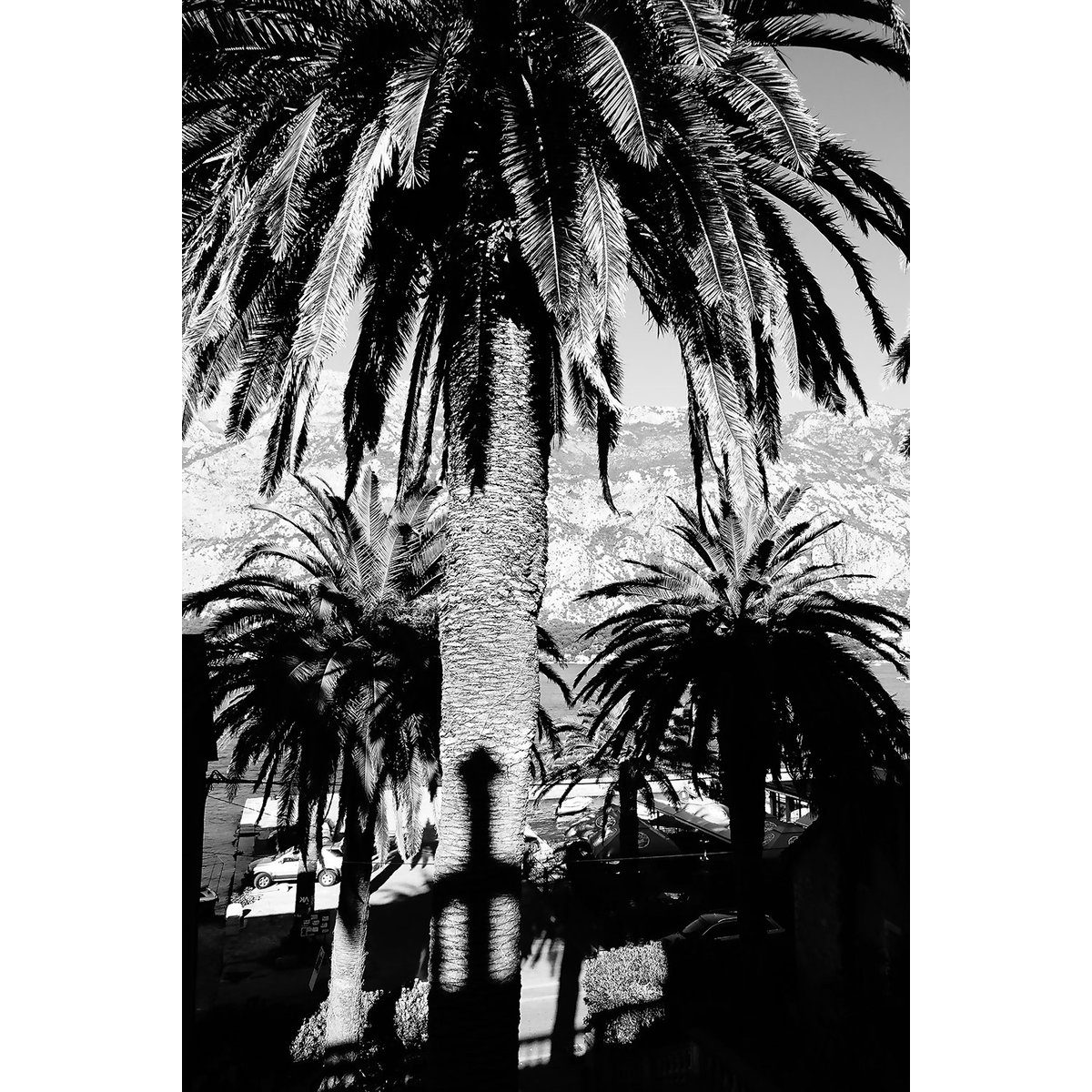 Tableau noir et blanc palmiers monténégro tableau alu dibond, HEXOA