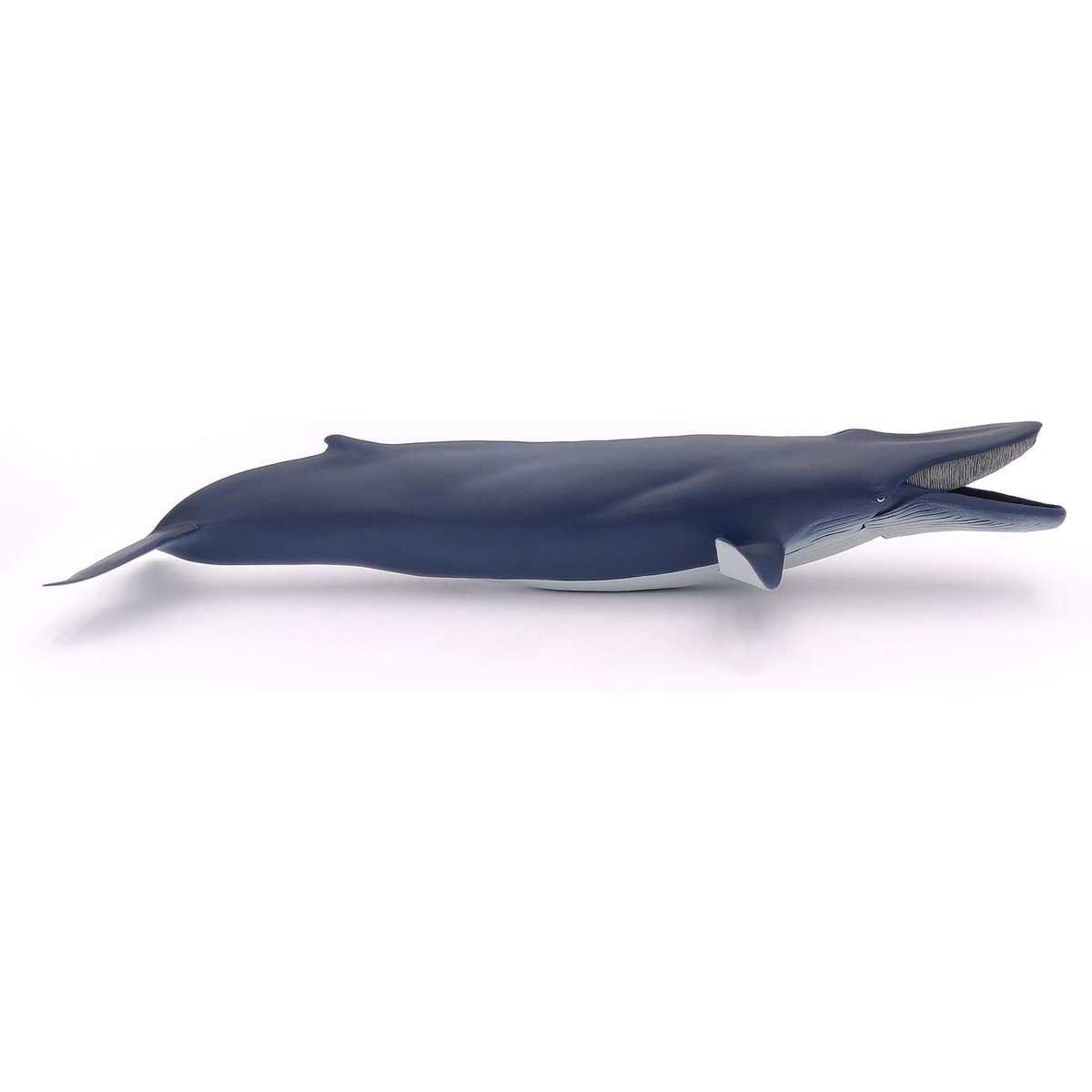 Baleine bleue bleu marine, PAPO