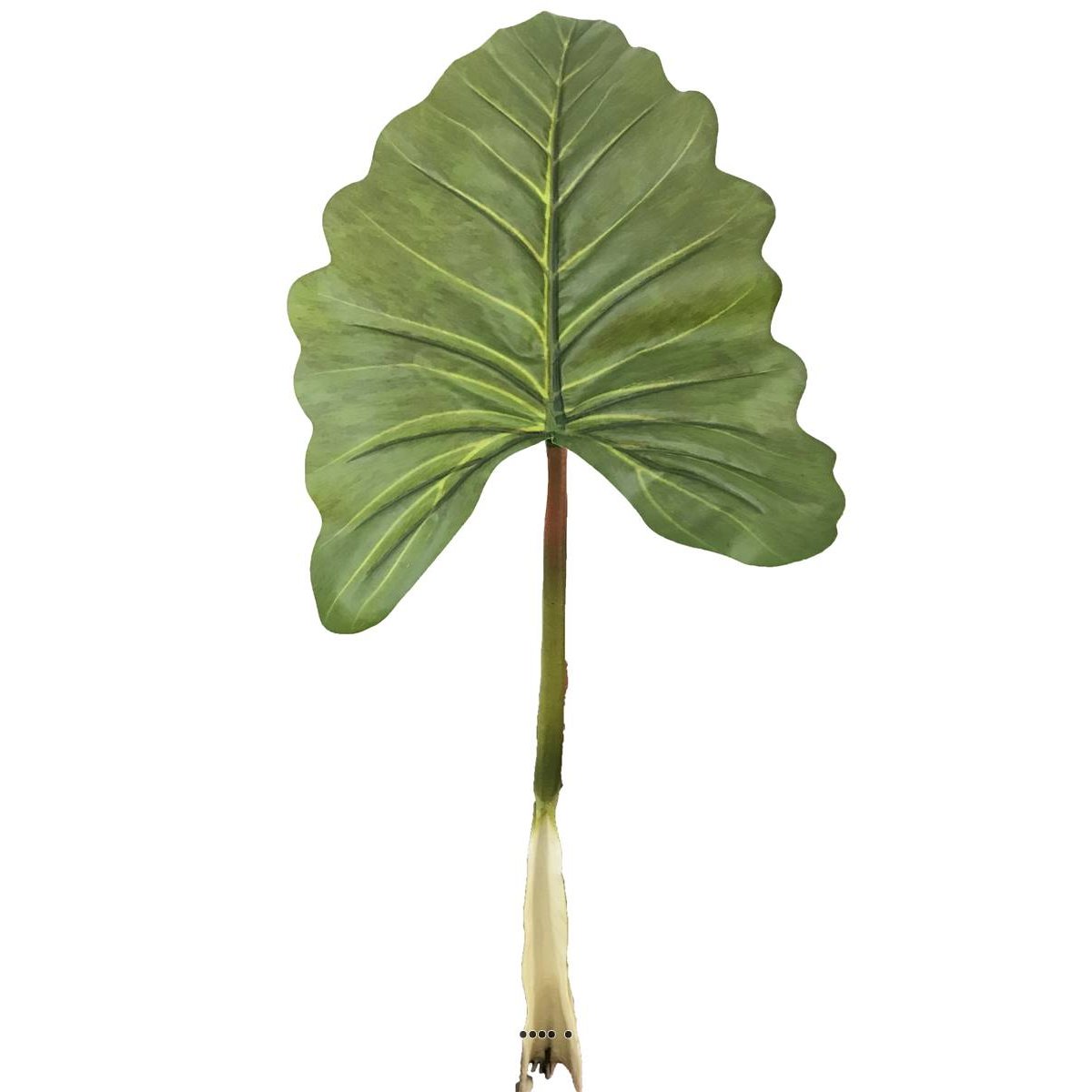 Feuille d'Alocasia, Songe Caraïbe a v002239, ARTIFICIELLES