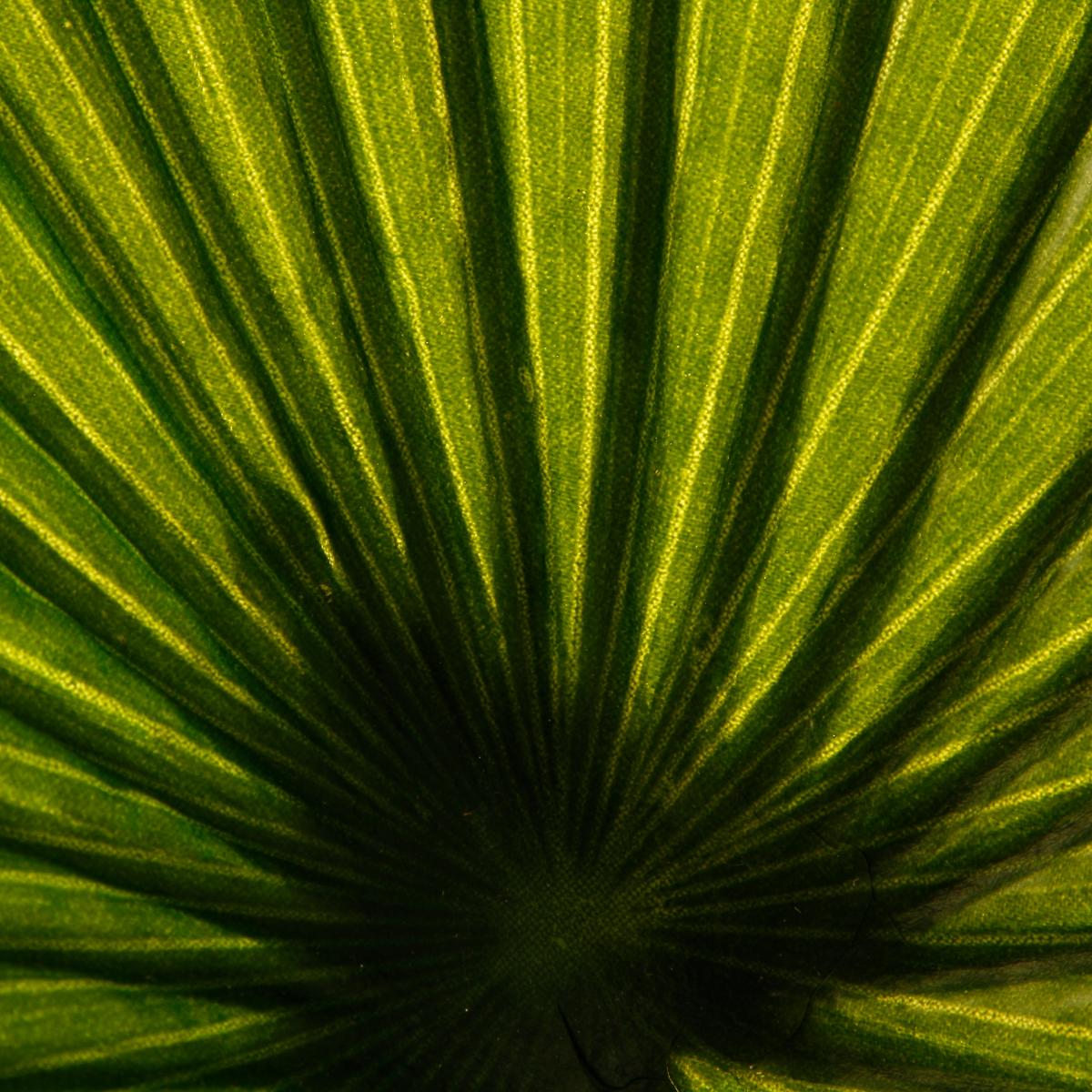 Palmier artificiel vert, ATMOSPHERA