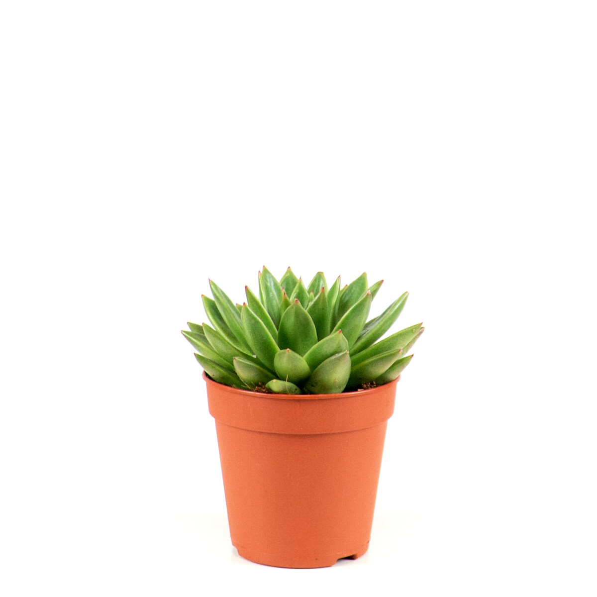 Planta Pet friendly (conjunto 3), BIOMA verde, BIOMA PLANTS