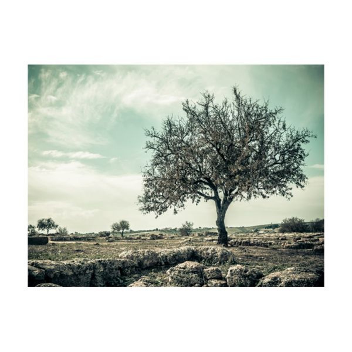 Papier peint intissé panoramique Paysage arbre - vintage blanc, EDEN