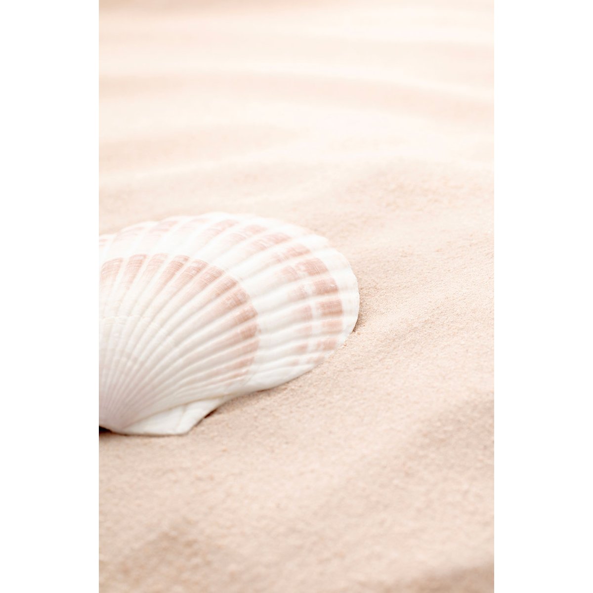 Tableau coquillage tableau alu dibond, HEXOA