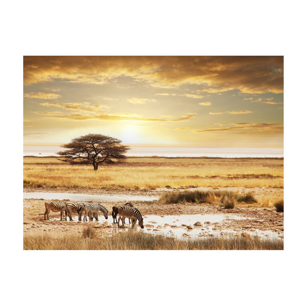 Papier peint intissé panoramique Paysage Zèbres africains à l'abreuvoir multicouleur, EDEN