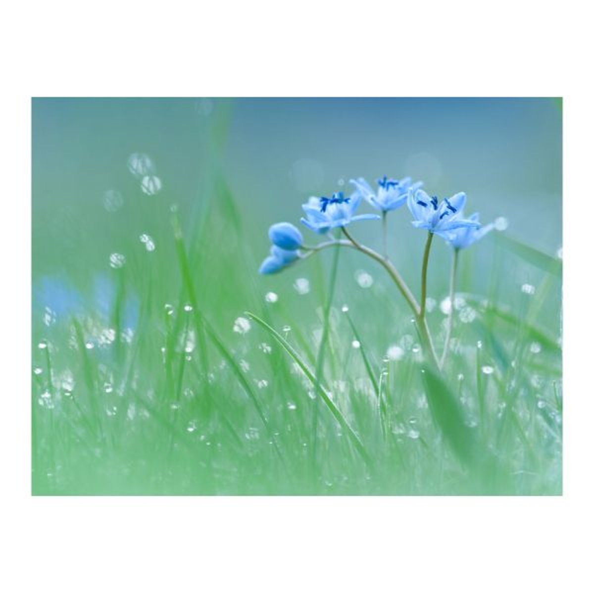 Papier peint intissé panoramique Fleurs Prairie dans la lumière du matin bleu, EDEN