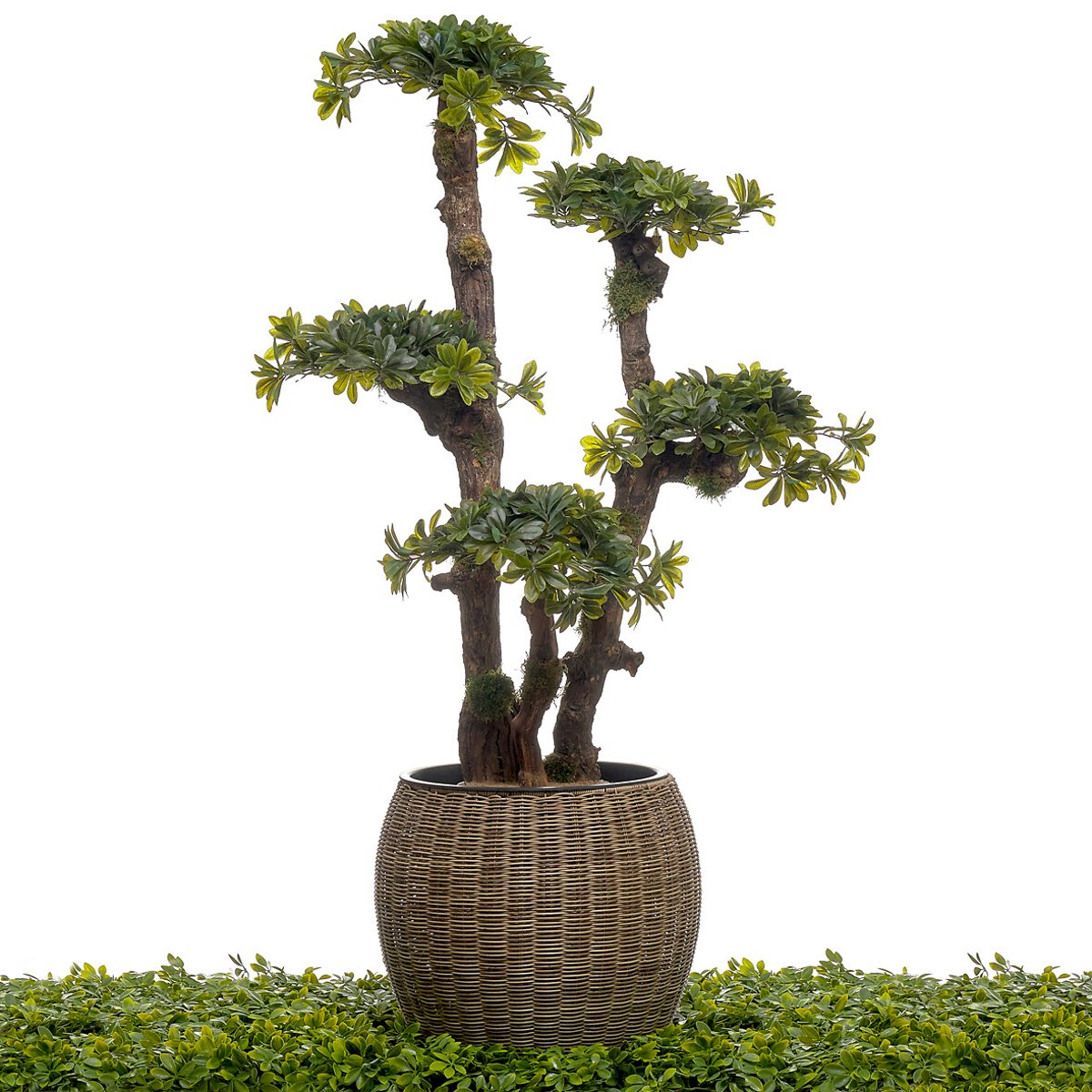 Vaso em polyrattan, BORGHESI natural, BORGHESI