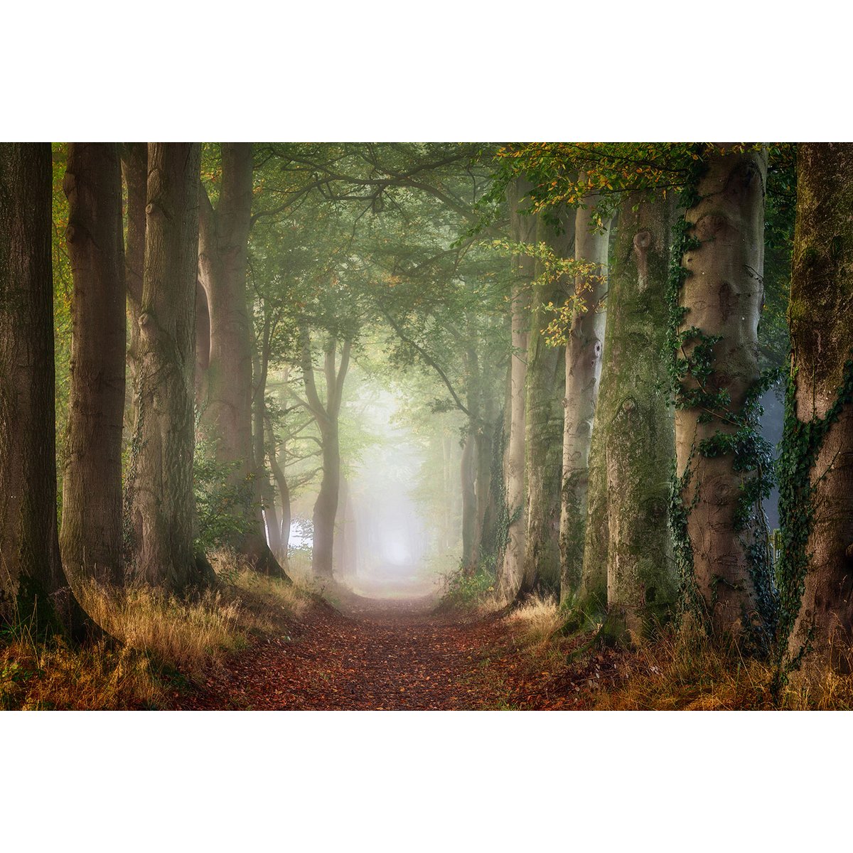 Tableau paysage sur le chemin tableau alu dibond, HEXOA