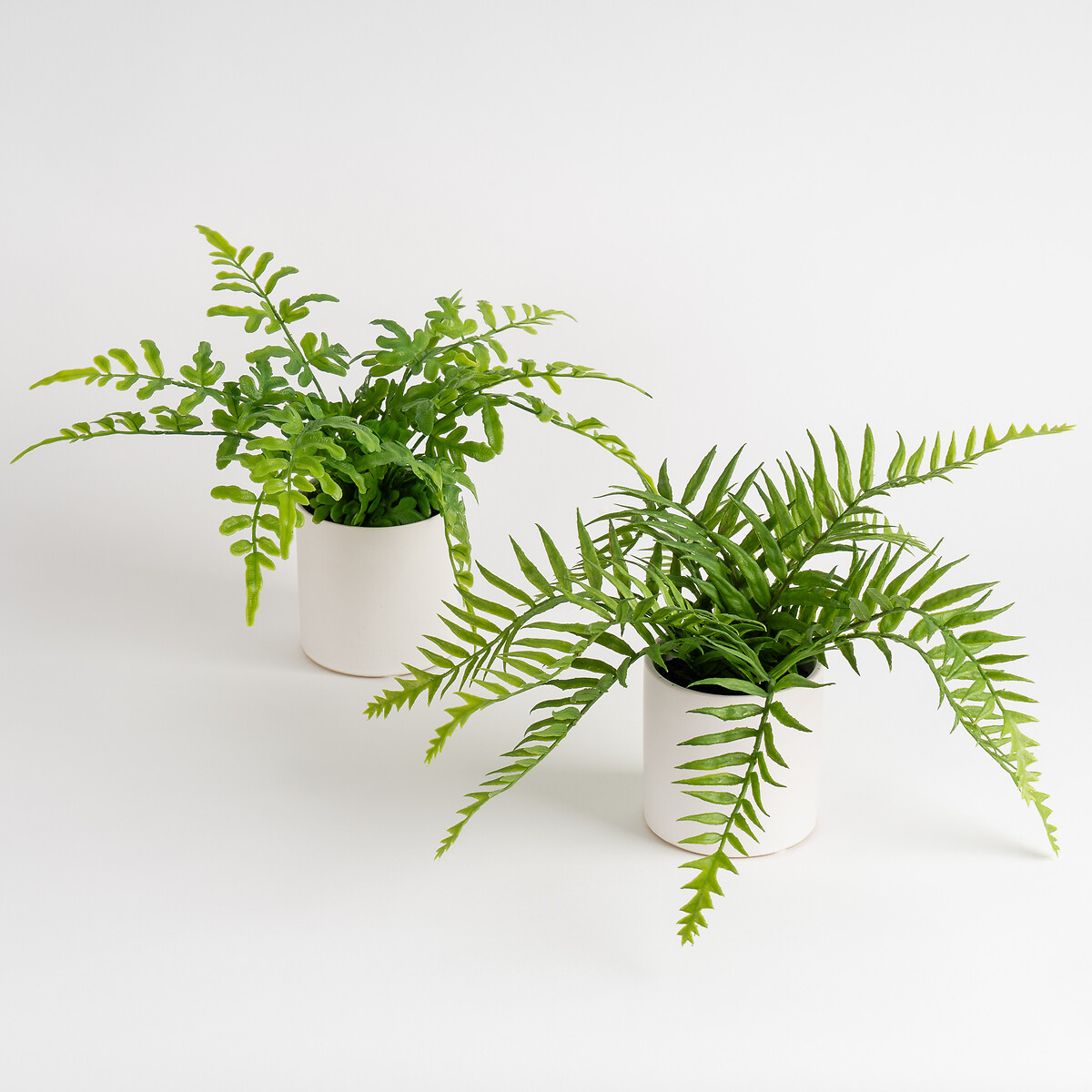 Set of 2 Ferns in White Ceramic Pot green, SO'HOME