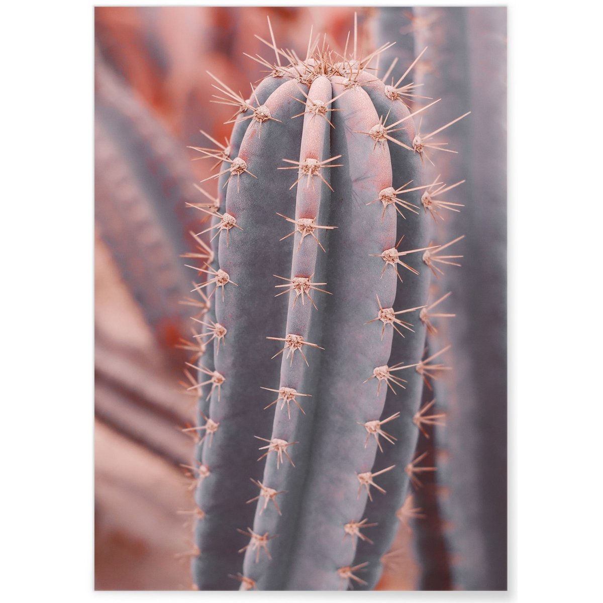 Poster Cactus Saguaro blanc, L'AFFICHERIE