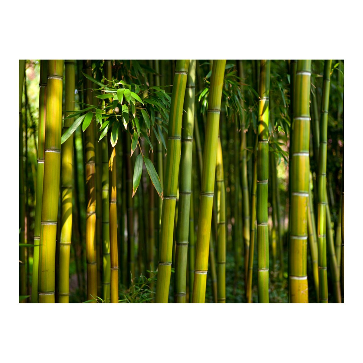 Papier peint intissé panoramique Orient Forêt de bambous asiatique vert, EDEN