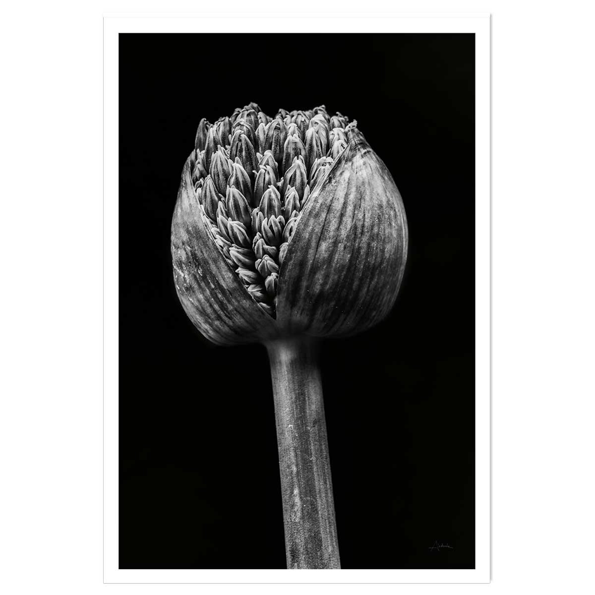 Poster tropical spring palm affiche seule, HEXOA