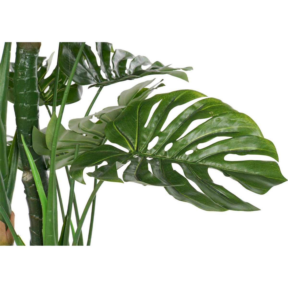 Plante décorative feuillage tropical vert tropical feuillage réaliste, RECOLLECTION