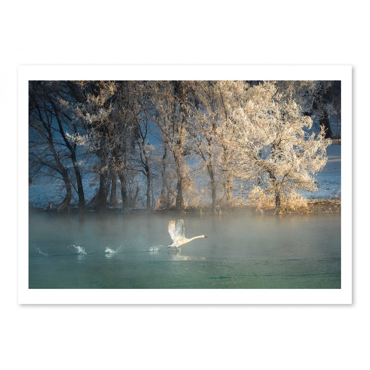 Affiche d'art - Spirit of a swan - C.Mei affiche d'art, WALL EDITIONS