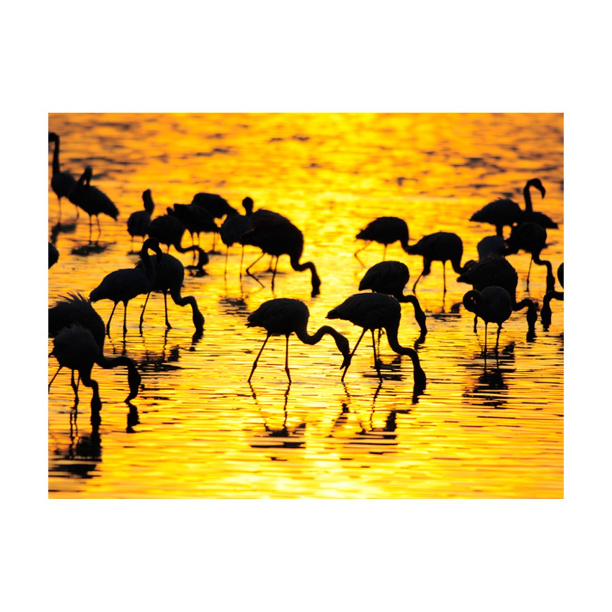 Papier peint intissé panoramique Animaux Paradis des flamants : lac Nakuru, Kenya noir, EDEN