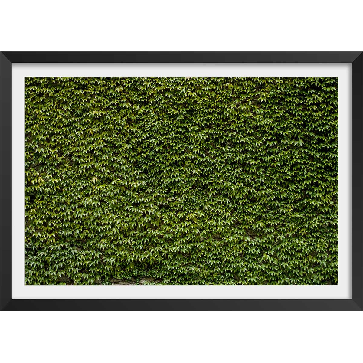 Affiche nature mur de lierres affiche + cadre en bois - noir, HEXOA