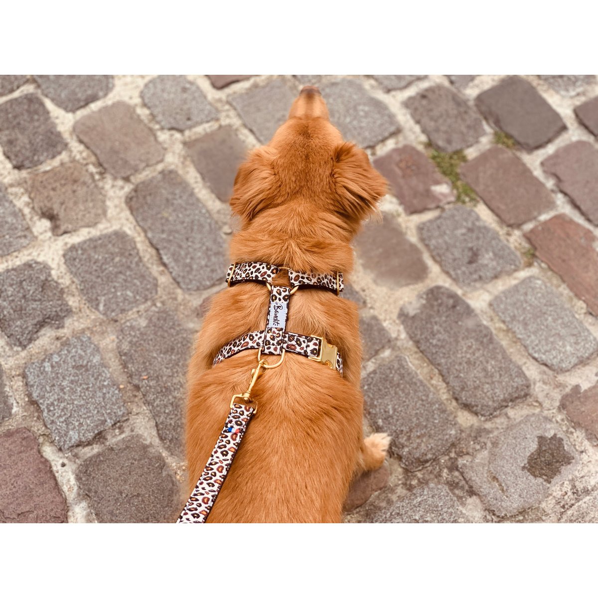 Harnais pour chien WILD WILD WOUF motif léopard, FRENCH BANDIT
