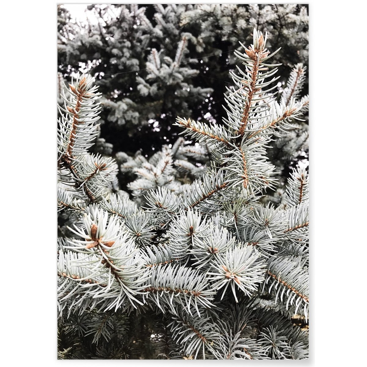 Poster Sapin 1 blanc, L'AFFICHERIE