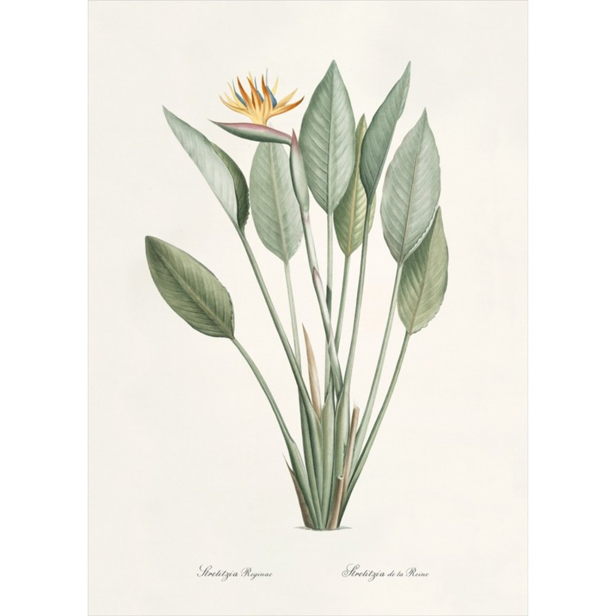 Affiche plante oiseau du paradis Strelitzia vert, THE DYBDAHL CO