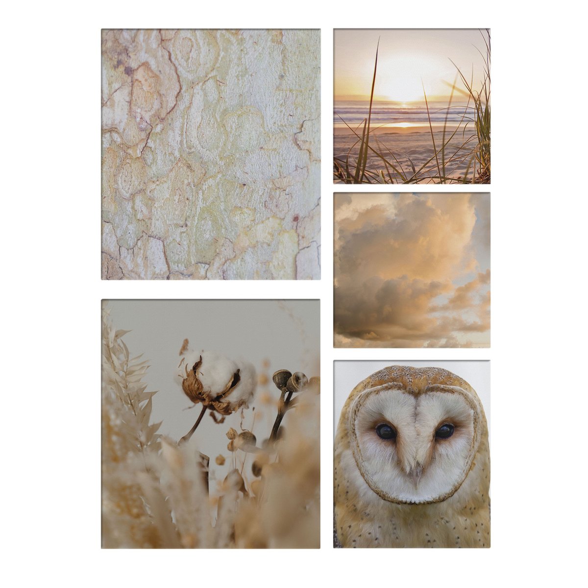 Set de 5 toiles imprimées Nature Sépia beige, ART FOR THE HOME