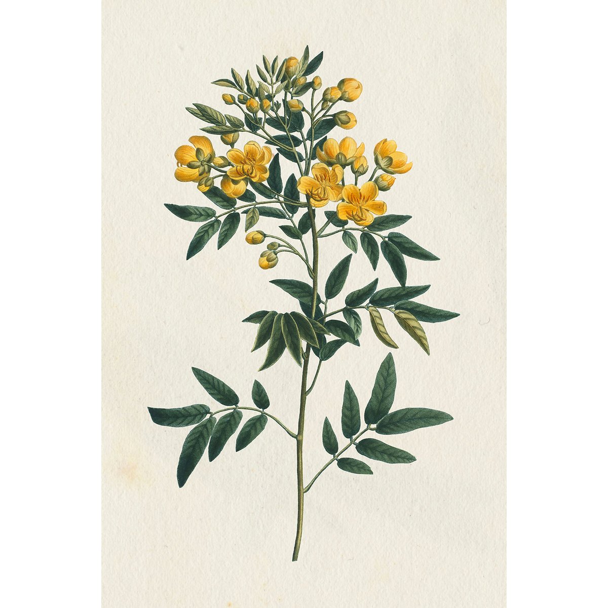 Tableau fleurs millepertuis illustré tableau alu dibond, HEXOA
