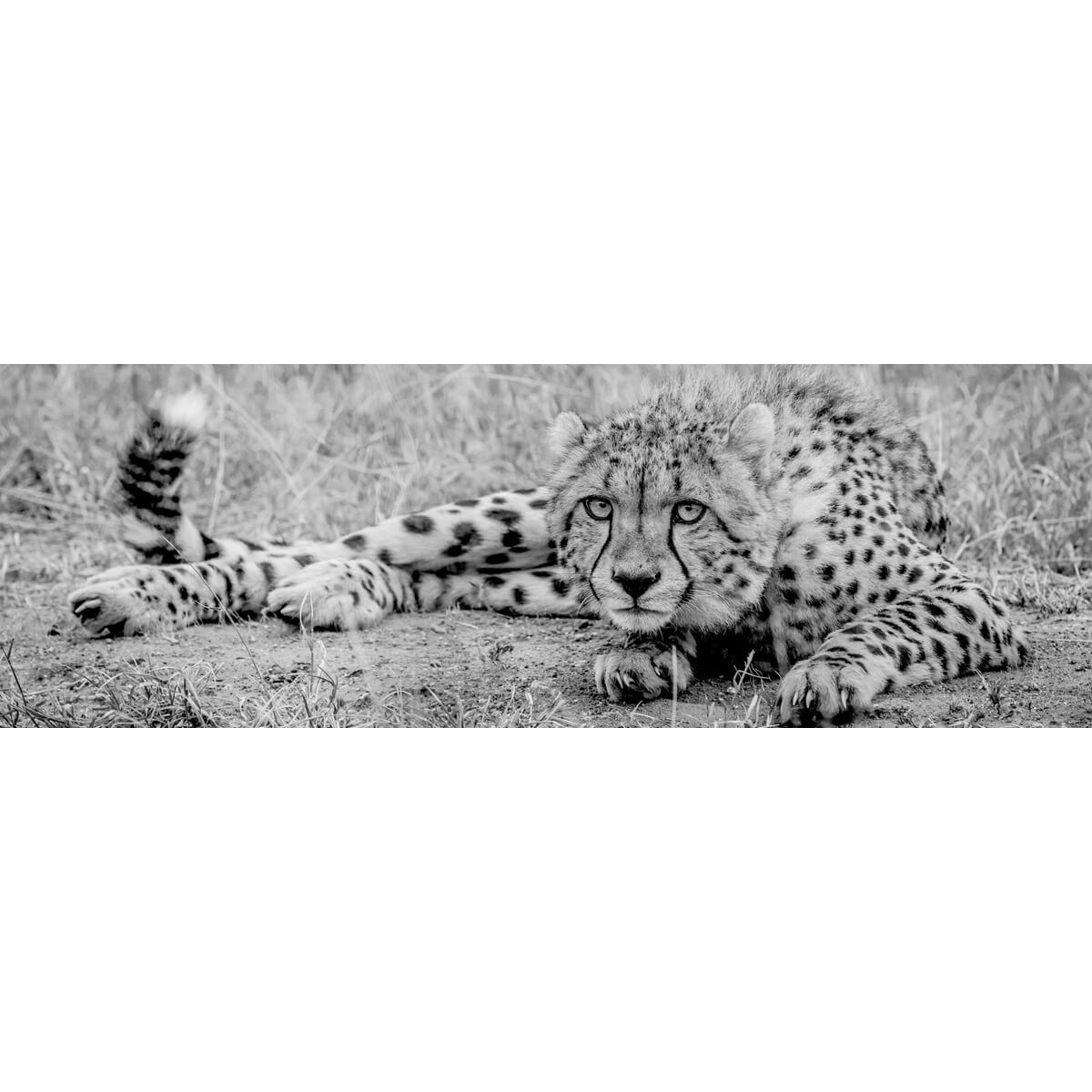 Tableau Mural Fauve Noir Et Blanc ANIMAUX tableaux sur toile-noir & blanc, CEANOTHE