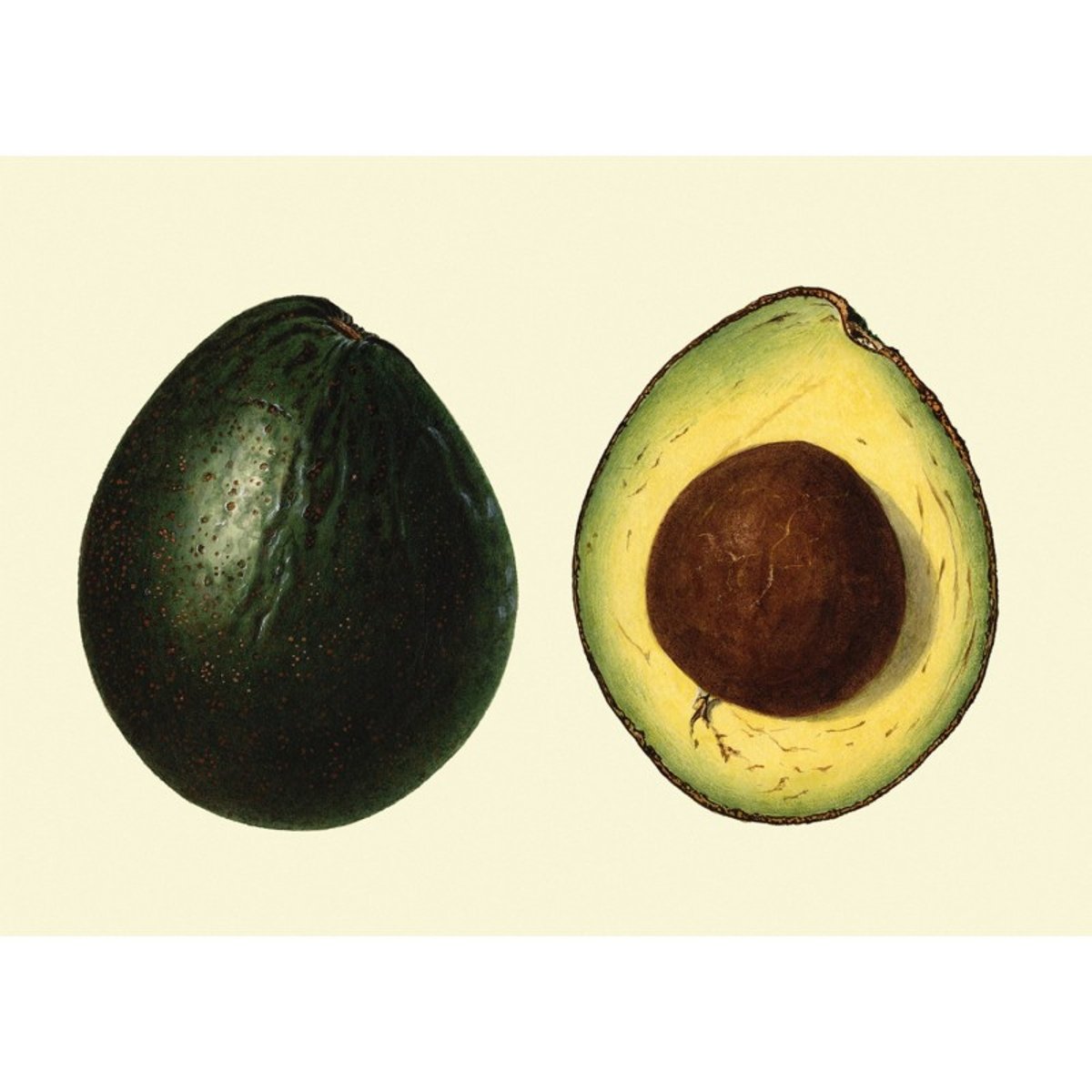 Poster avocat Avocado vert, THE DYBDAHL CO