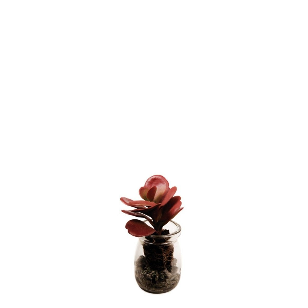 Succulente crassula artificielle en pot H13 bordeaux, SIA DECO
