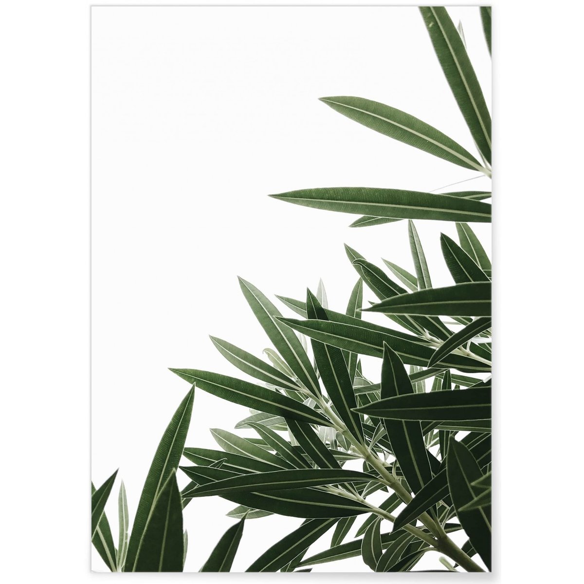 Poster Nature plante verte 1 blanc, L'AFFICHERIE