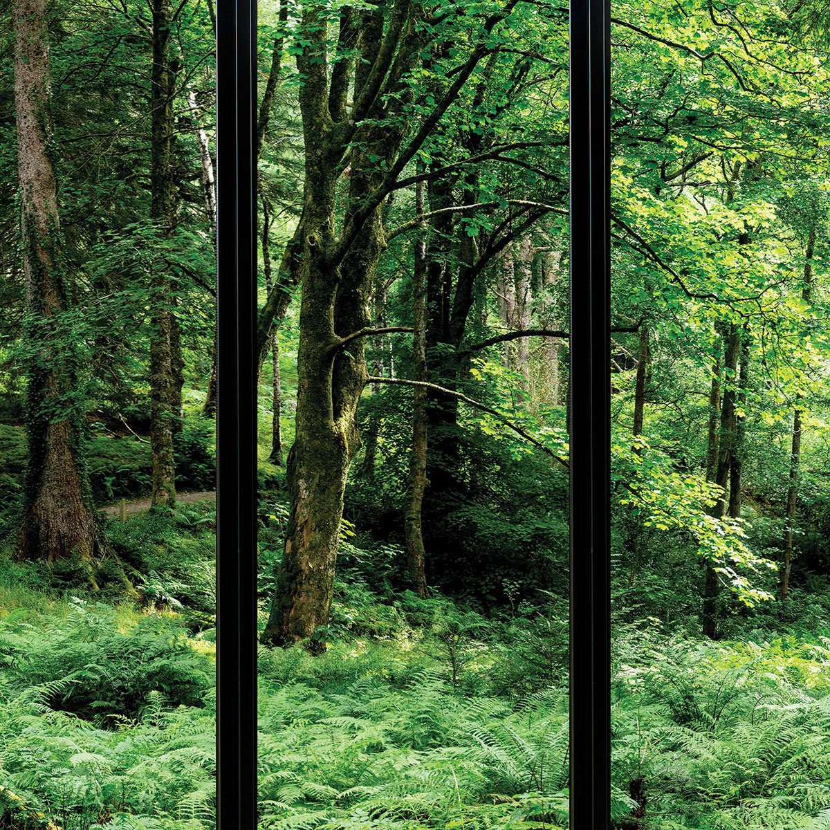 Papier peint, fenêtre sur sous-bois vert, HEXOA