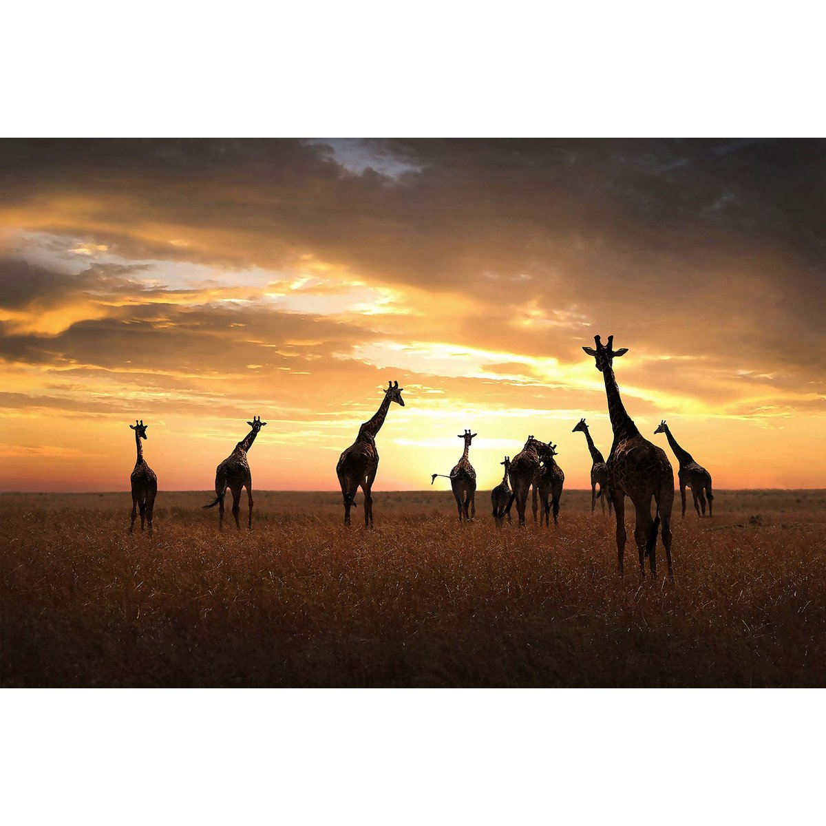 Tableau animaux girafe family tableau alu dibond, HEXOA