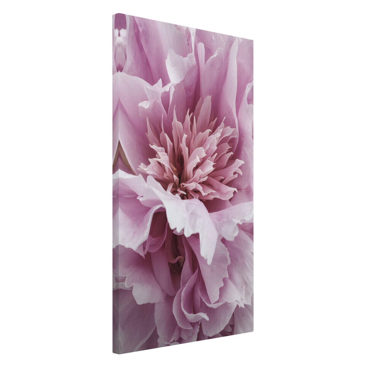 Tableau Sur Toile Focus Floral FLEUR tableaux sur toile-rose, CEANOTHE