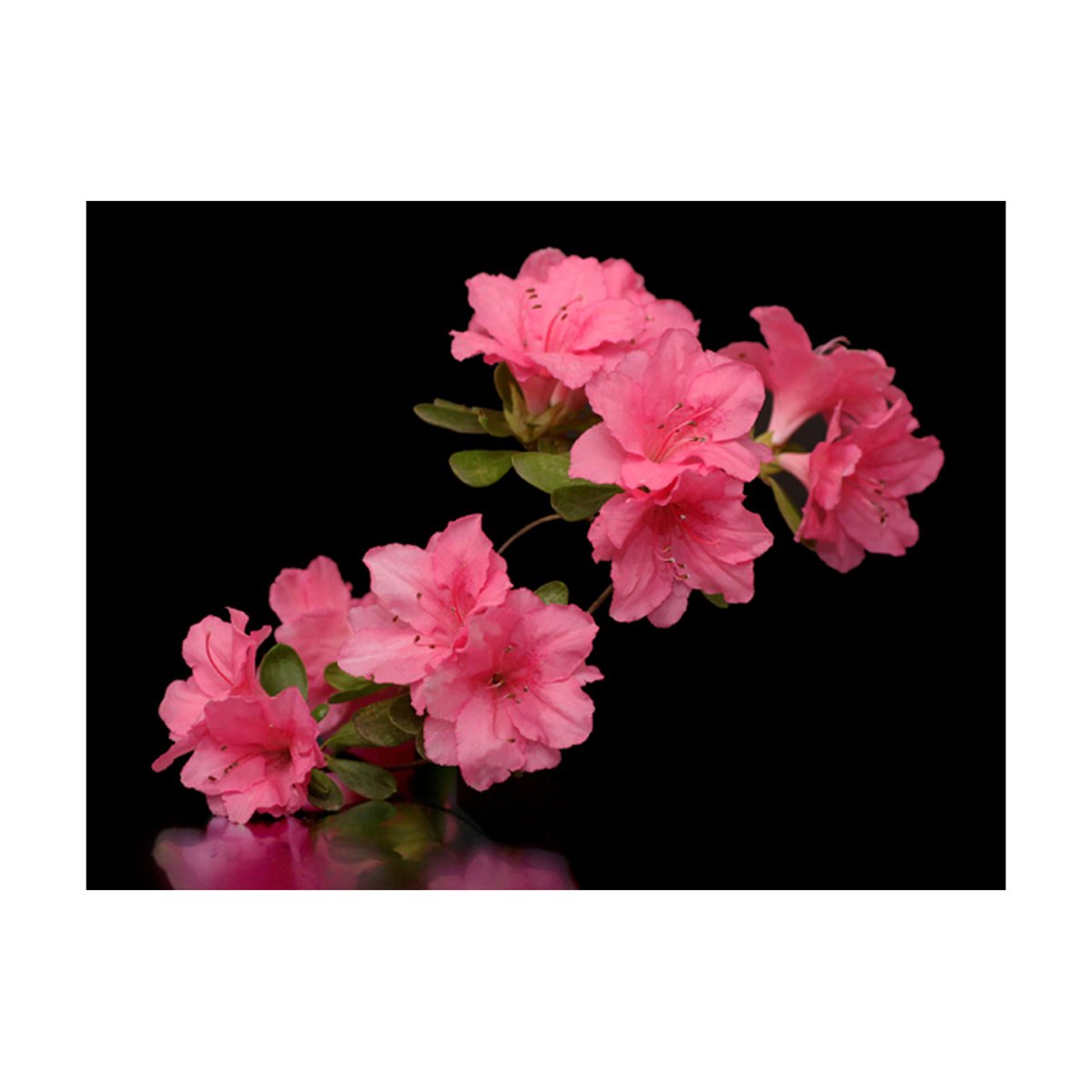 Papier peint intissé panoramique Fleurs Azalea in Black noir, EDEN