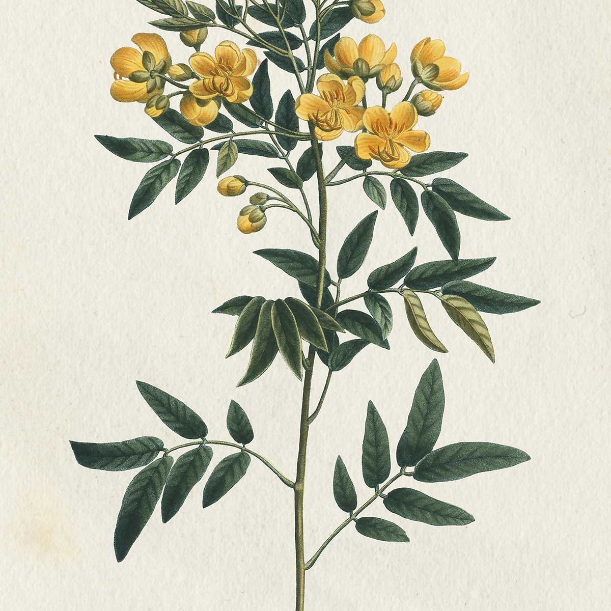 Tableau fleurs millepertuis illustré tableau alu dibond, HEXOA