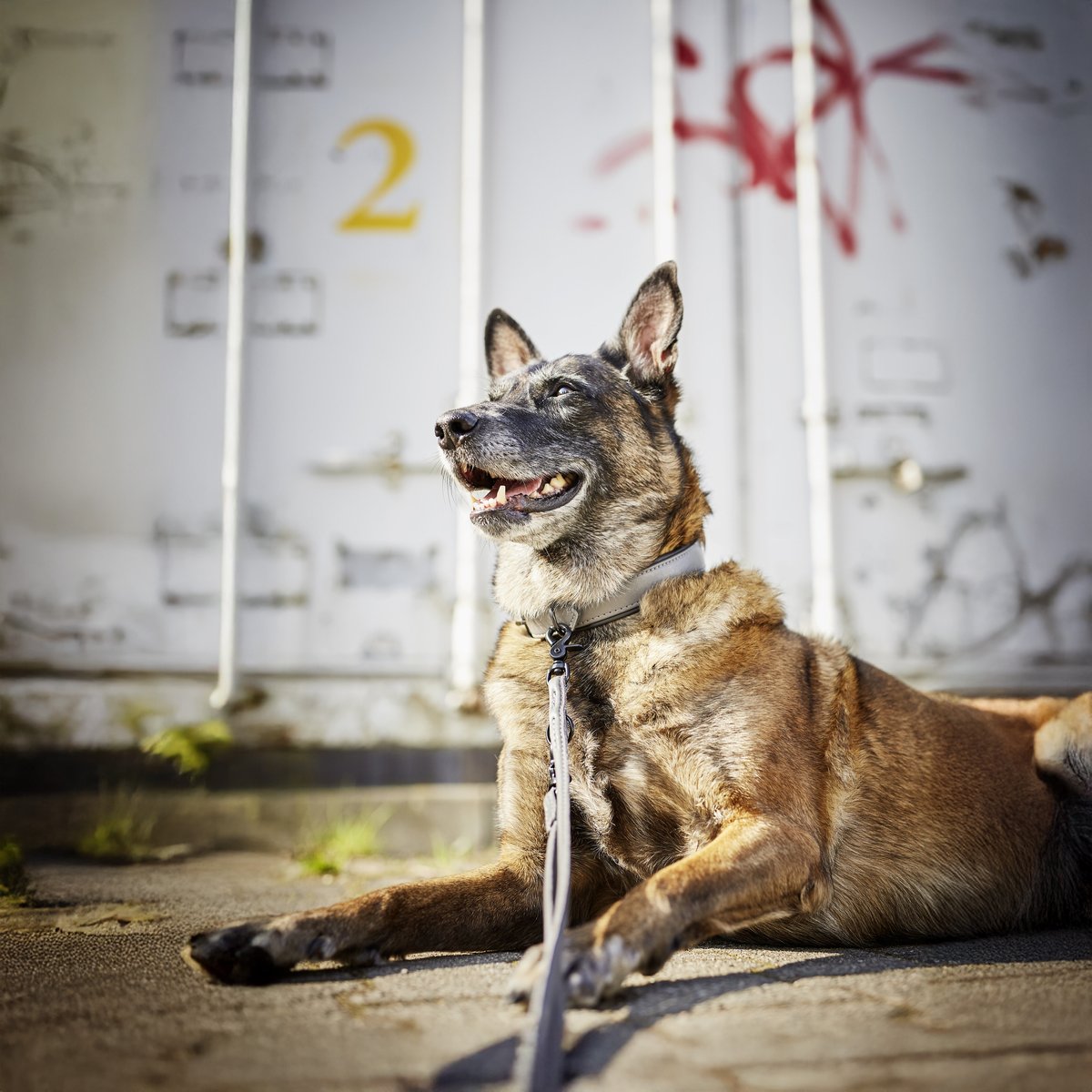 Collier chien en cuir AMICI gris, LABONI
