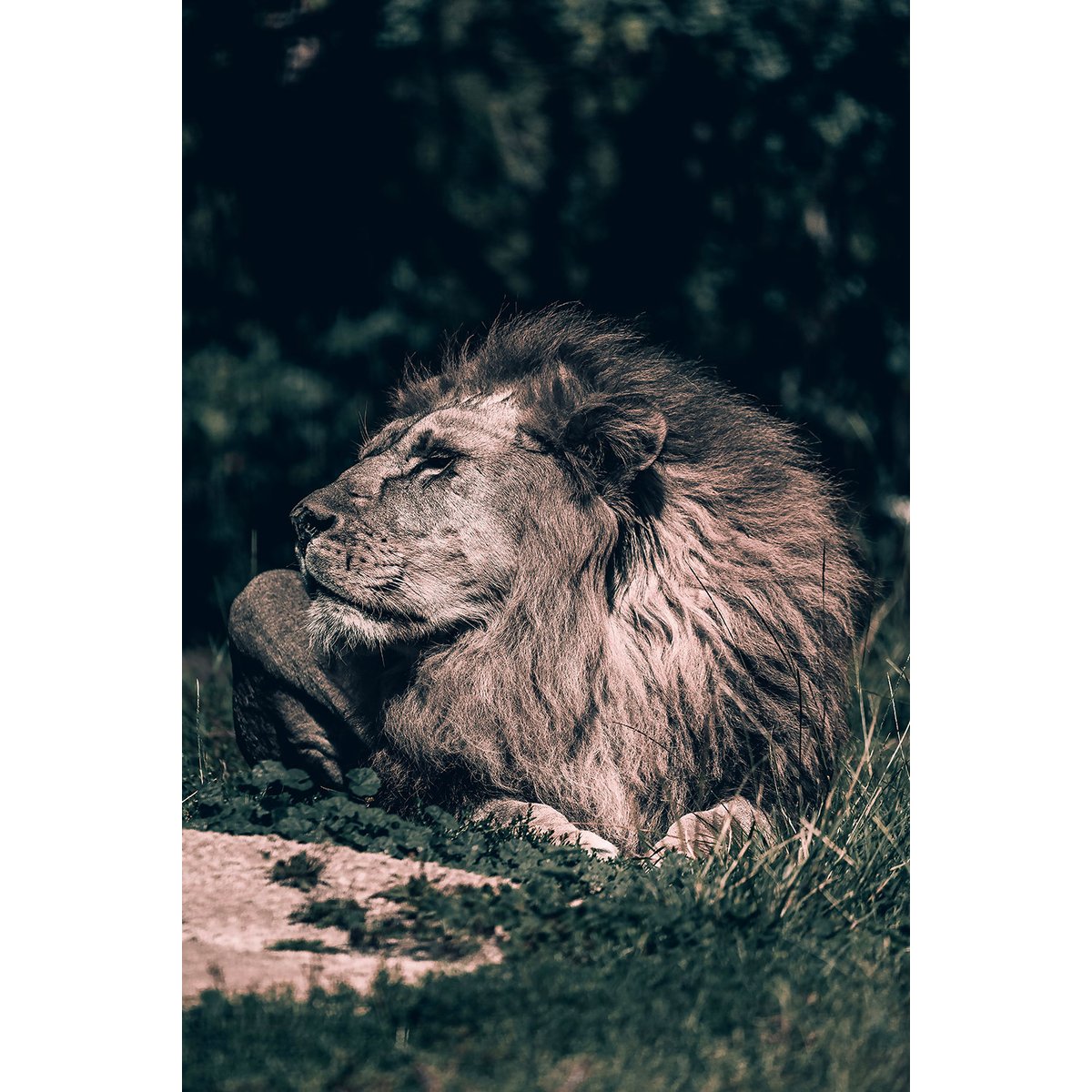 Tableau lion mon roi tableau alu dibond, HEXOA