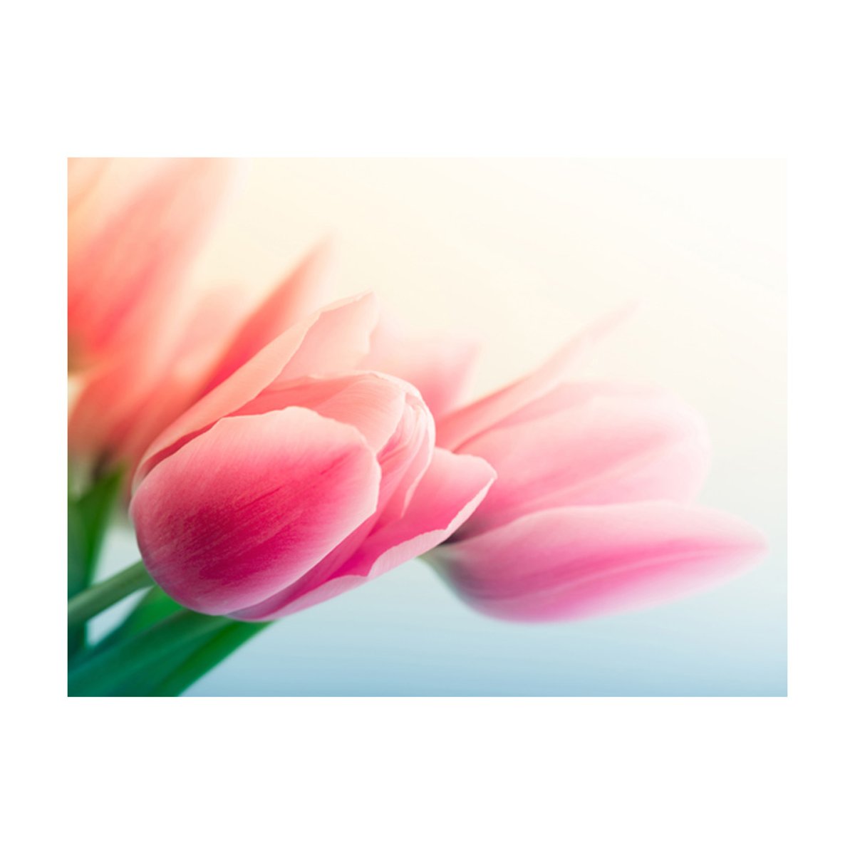 Papier peint intissé panoramique Fleurs Printemps et tulipes vert, EDEN