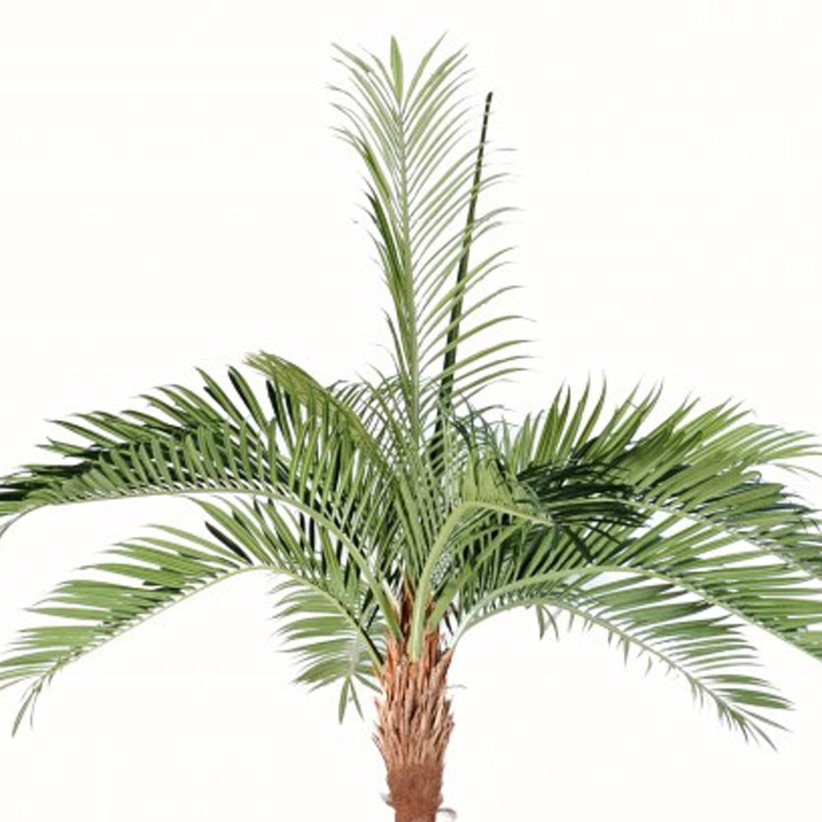 Palmier Coco artificiel H 270 cm 10 palmes vert, ARTIFICIELLES