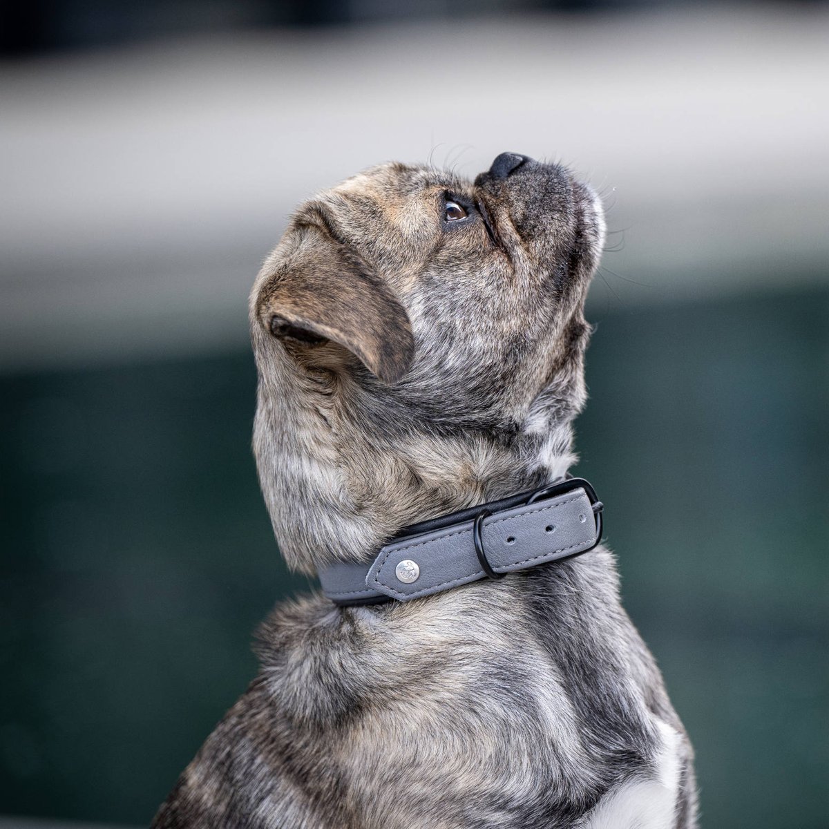 Collier chien en cuir AMICI gris, LABONI