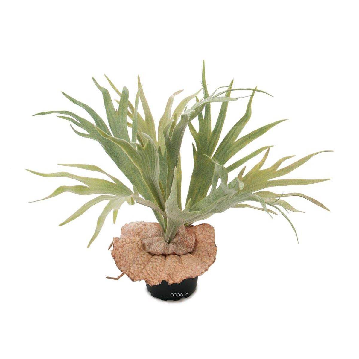 Platycerium bifurcatum artificiel en pot H 30 v002239, ARTIFICIELLES