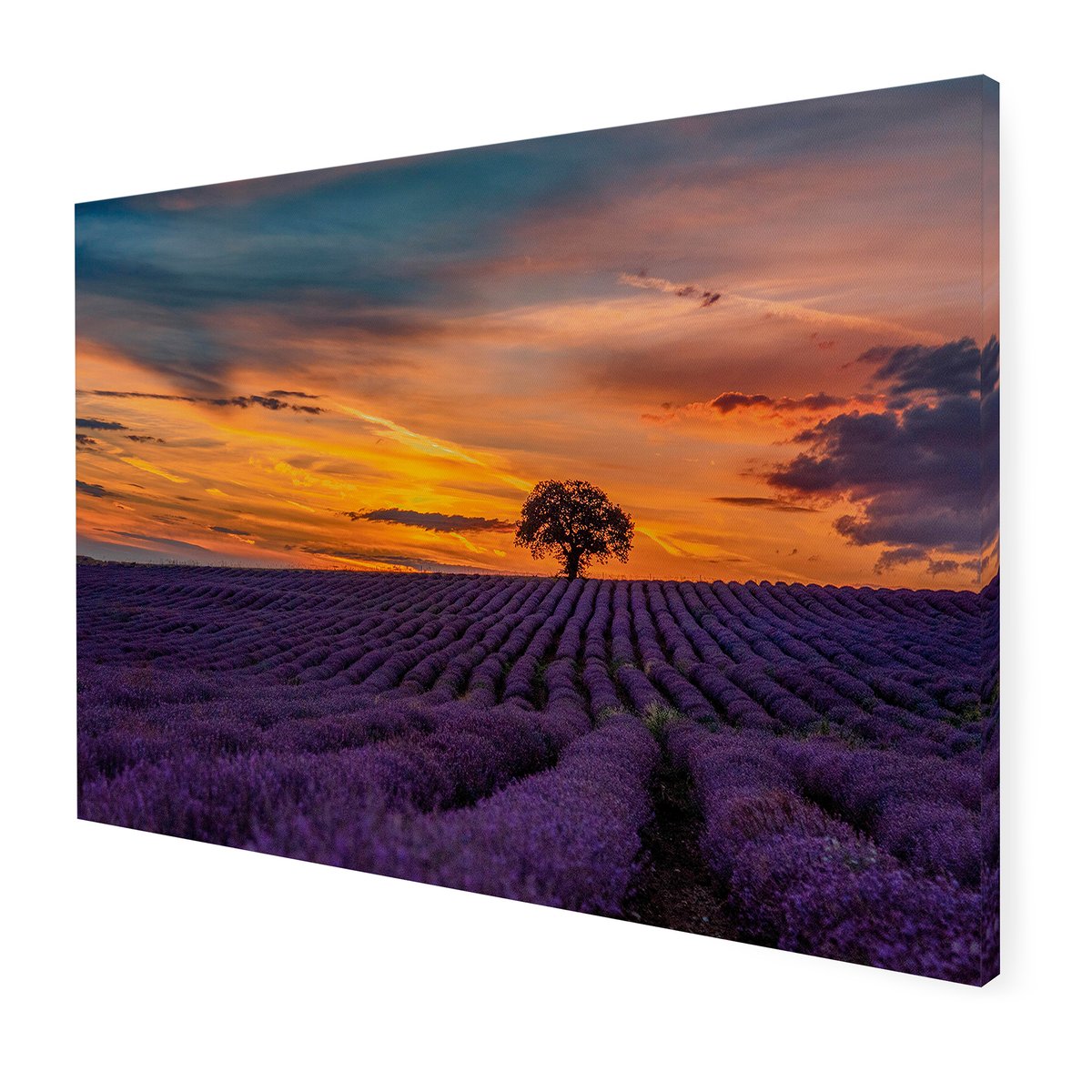 Tableau de jardin Champs de lavande violet, orange, ART FOR THE HOME