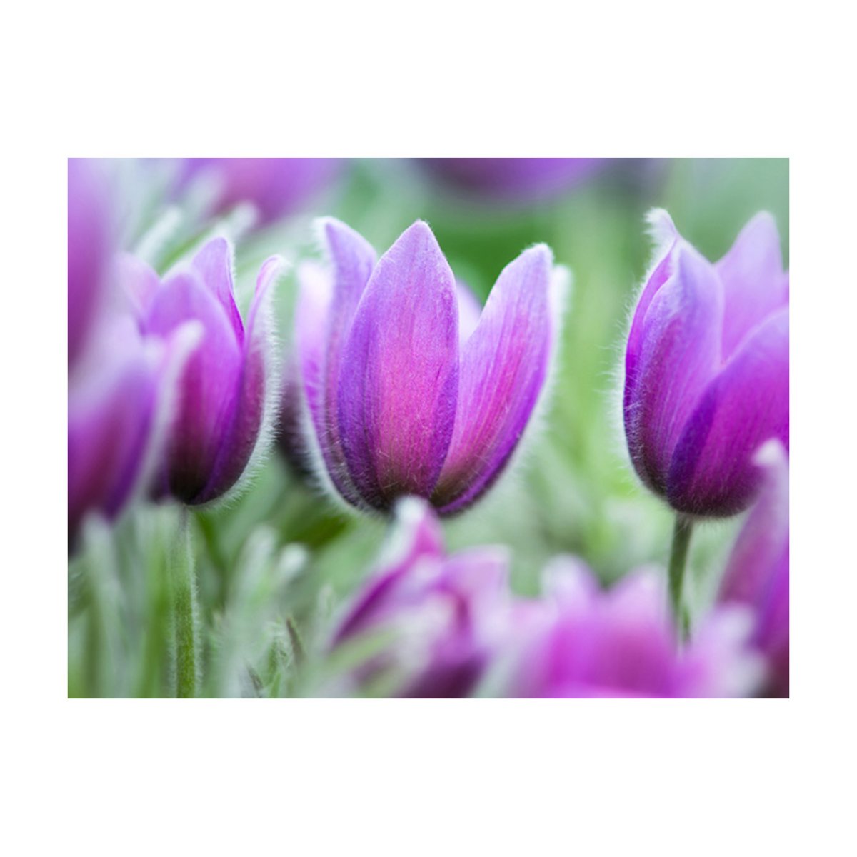 Papier peint intissé panoramique Fleurs Tulipes violettes au printemps vert, EDEN