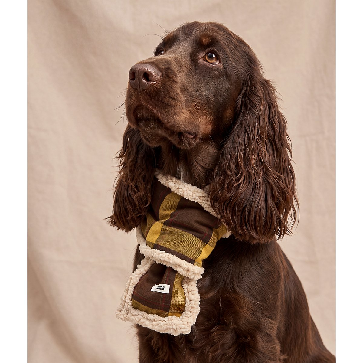Écharpe tartan moutarde pour chien, Mica jaune, CAFIDE