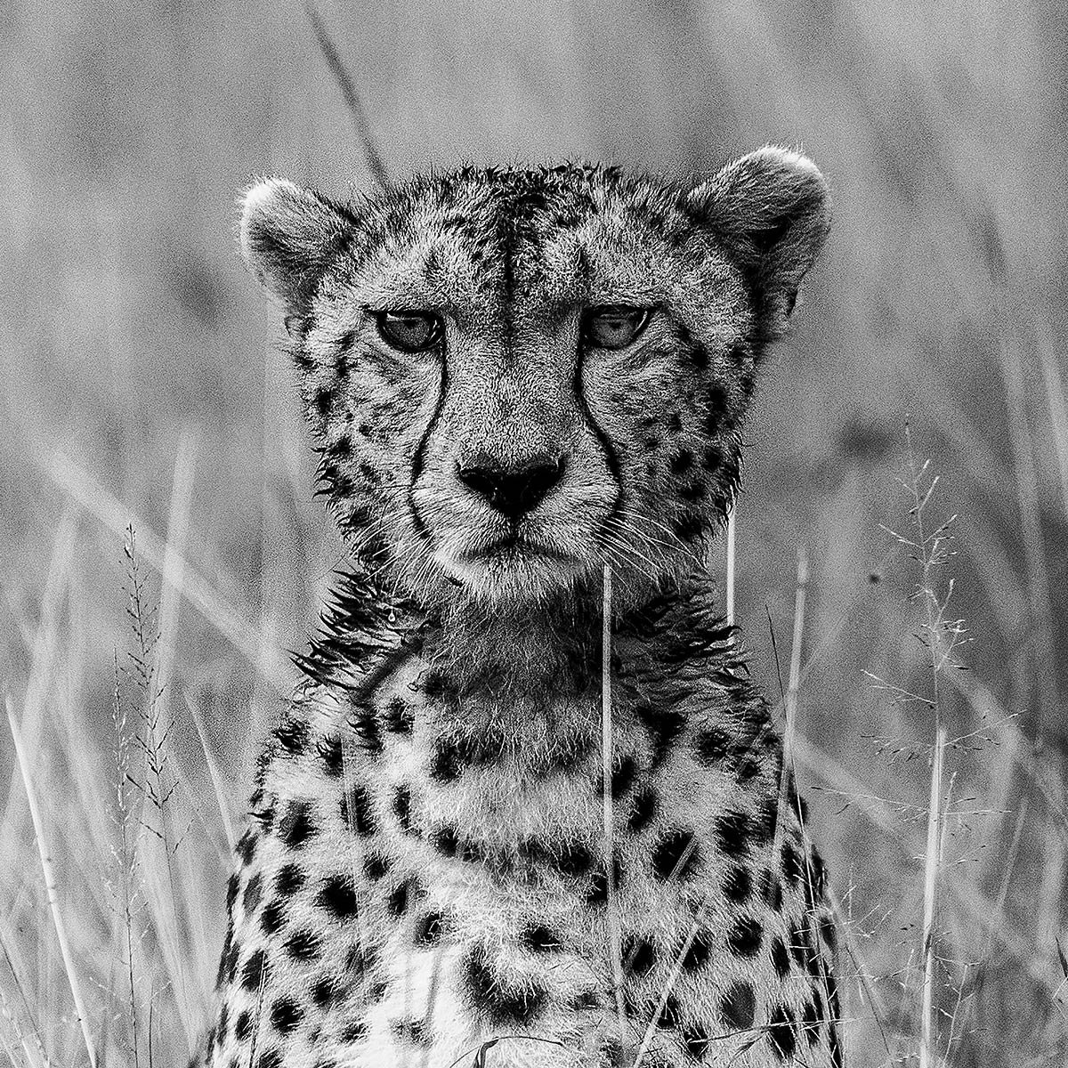 Papier peint guépard dans la savane intissé, HEXOA