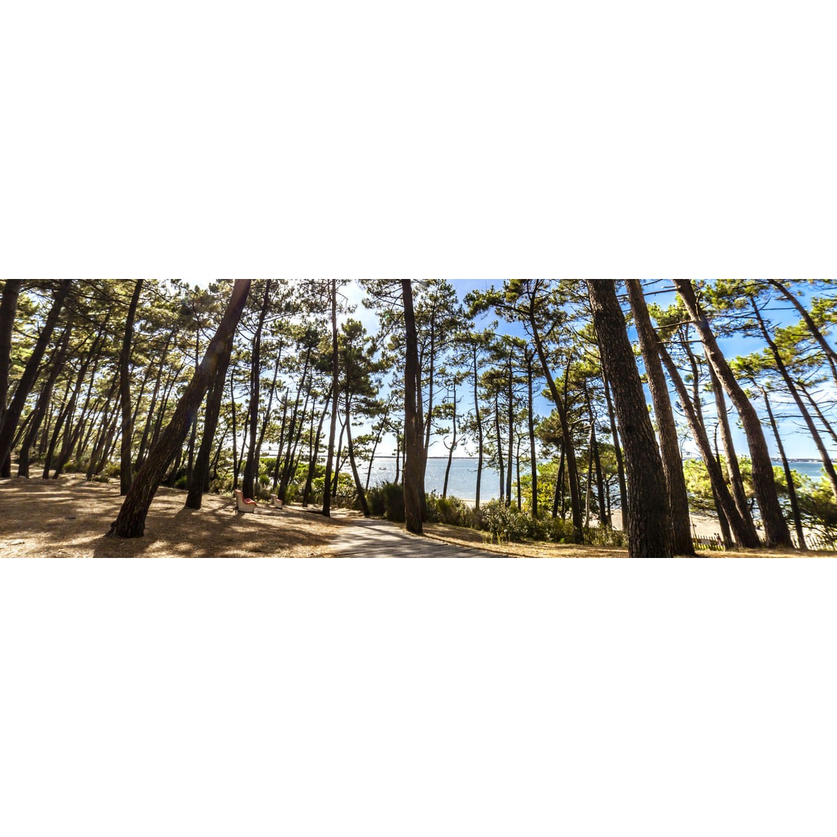 Tableau Mural Forêt D'arcachon 2 45x135 Cm NATURE ÉVASION tableaux sur toile-marron, CEANOTHE