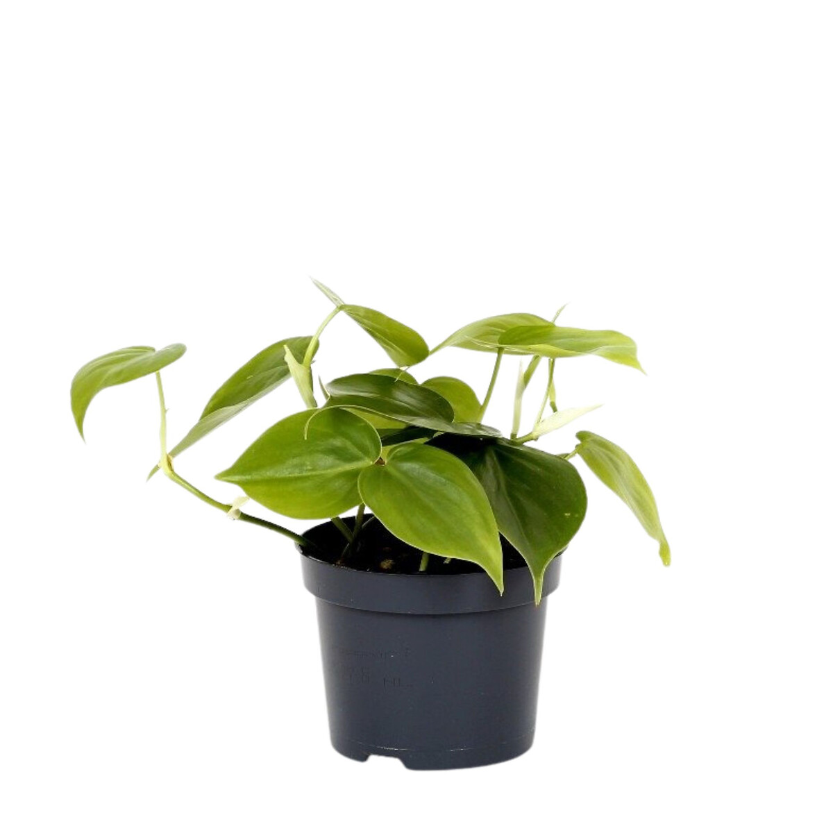 Planta Philodendron Scandens, BIOMA  verde, BIOMA PLANTS