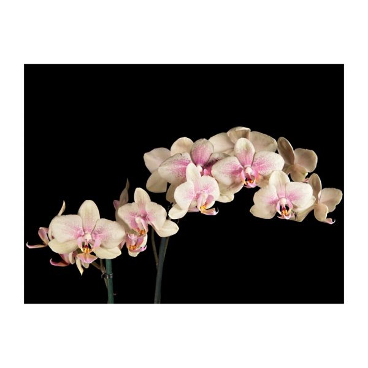 Papier peint intissé panoramique Fleurs Orchidée en fleurs noir, EDEN