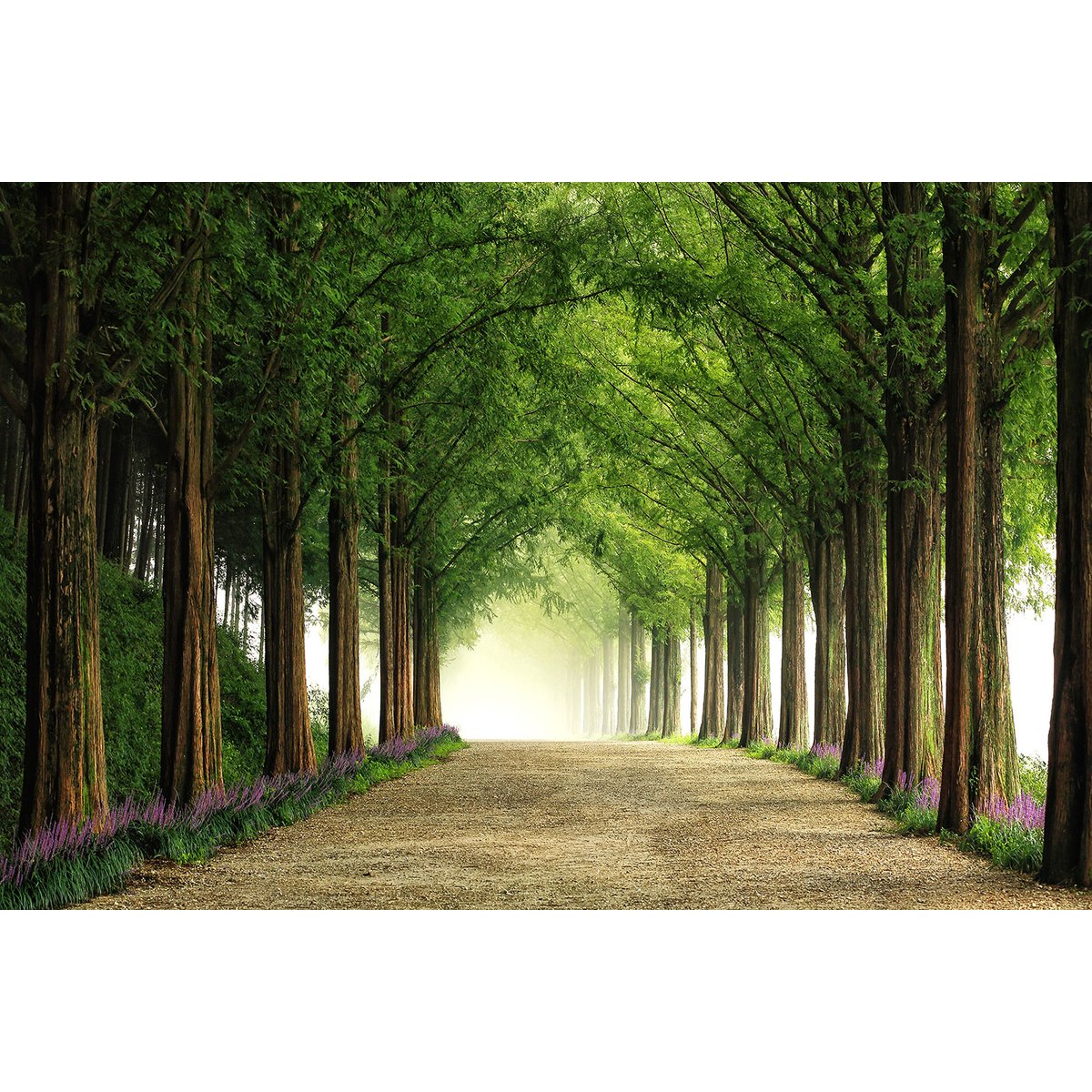 Tableau paysage Metasequoia tableau alu dibond, HEXOA