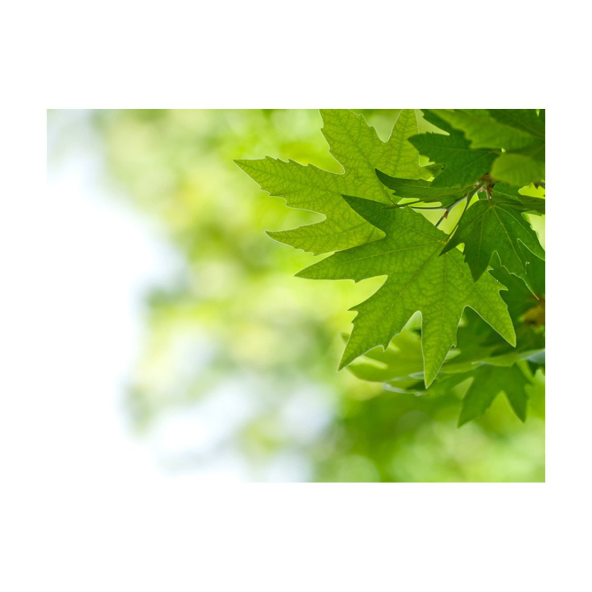 Papier peint intissé panoramique Paysage feuilles (Shallow focus) vert, EDEN