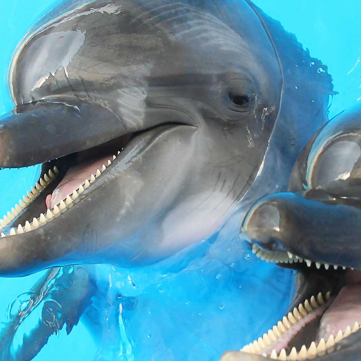 Affiche encadrée dauphins sous l’eau affiche + cadre en métal - noir, HEXOA