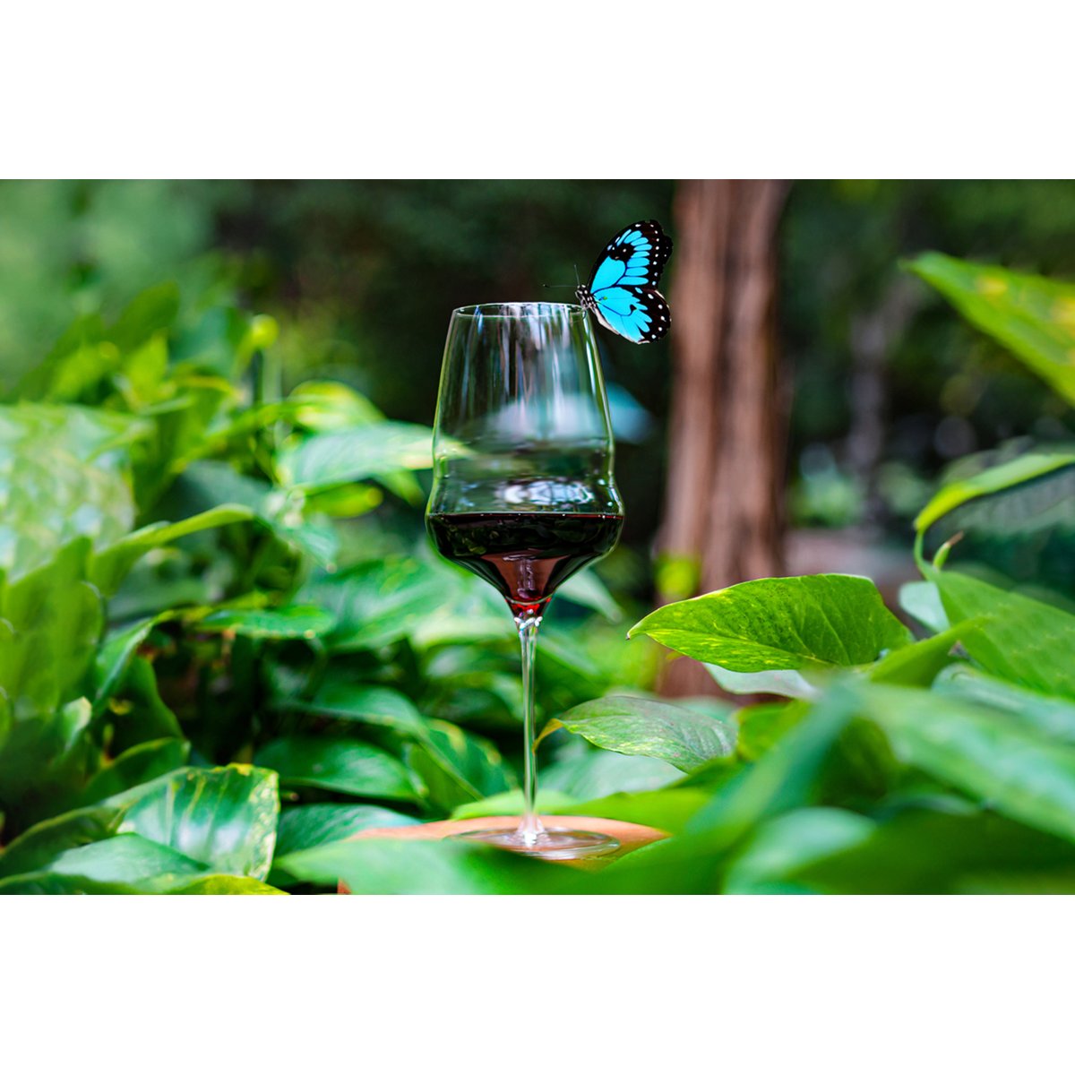 Lot de 6 Verres à vin en cristallin, COCOON transparent, STOLZLE